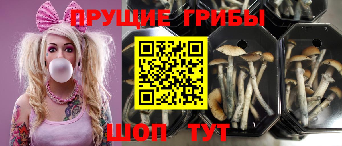 Кыштым  Галлюциногенные грибы Cubensis  Галлюциногенные грибы ЛСД  Вход с VPN 